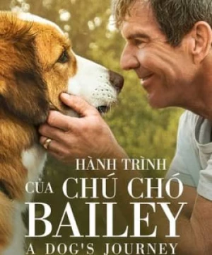 Hành Trình Của Chú Chó Bailey